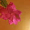 teresa_cavins